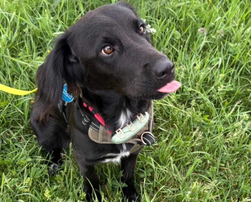 Chiens à adopter